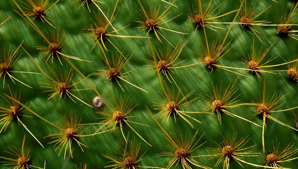 Succulents