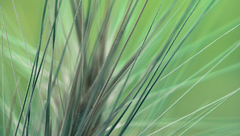 Grasses